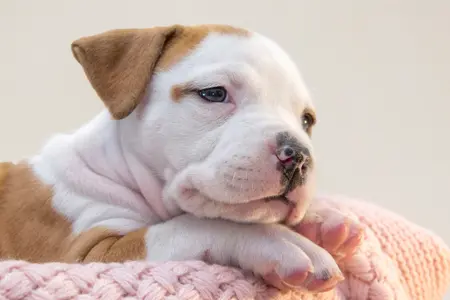 newborn puppy wrapped in pink blanket