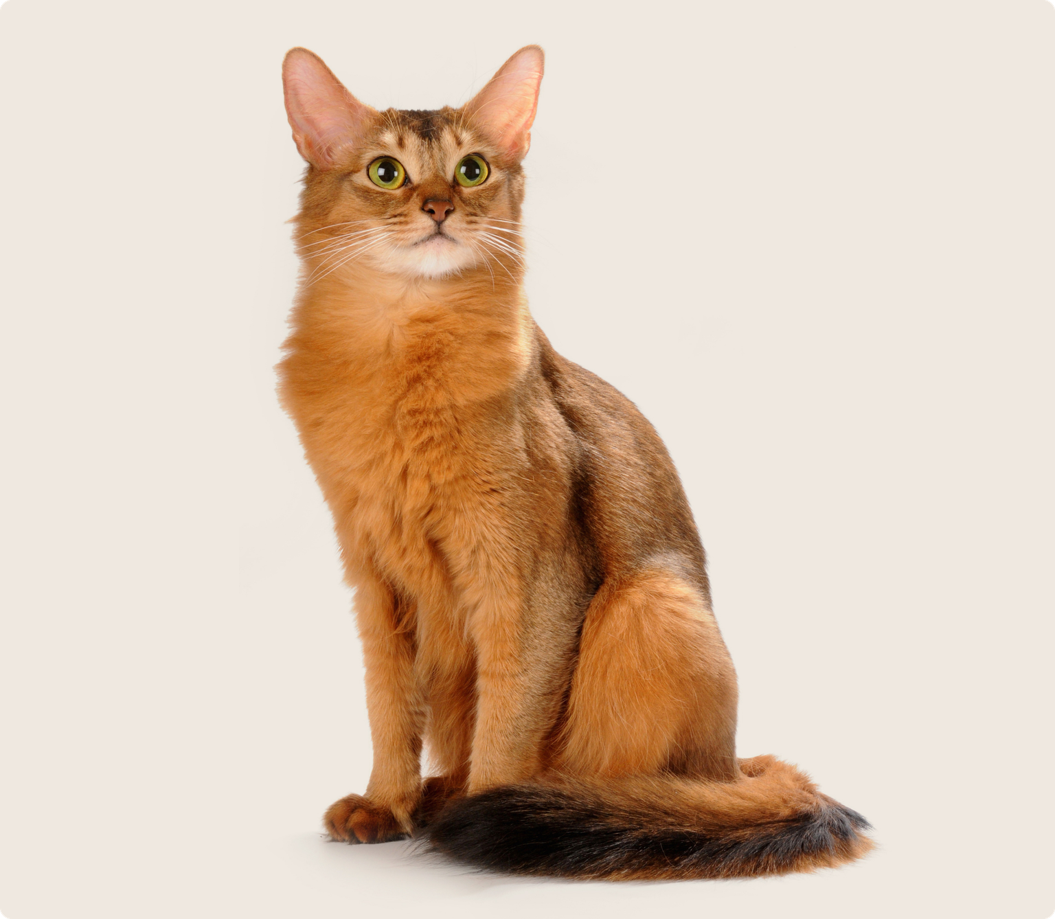 A Somali cat with green eyes sitting upright on a beige background