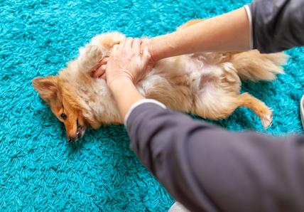 A dog having CPR