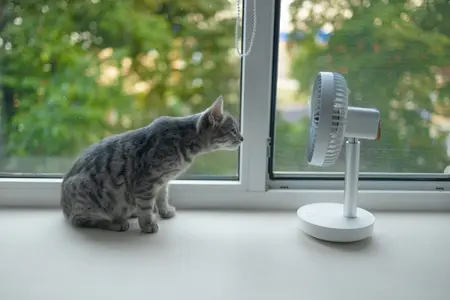 Gray cat enjoying air flow from portable electric fan on the windowsill