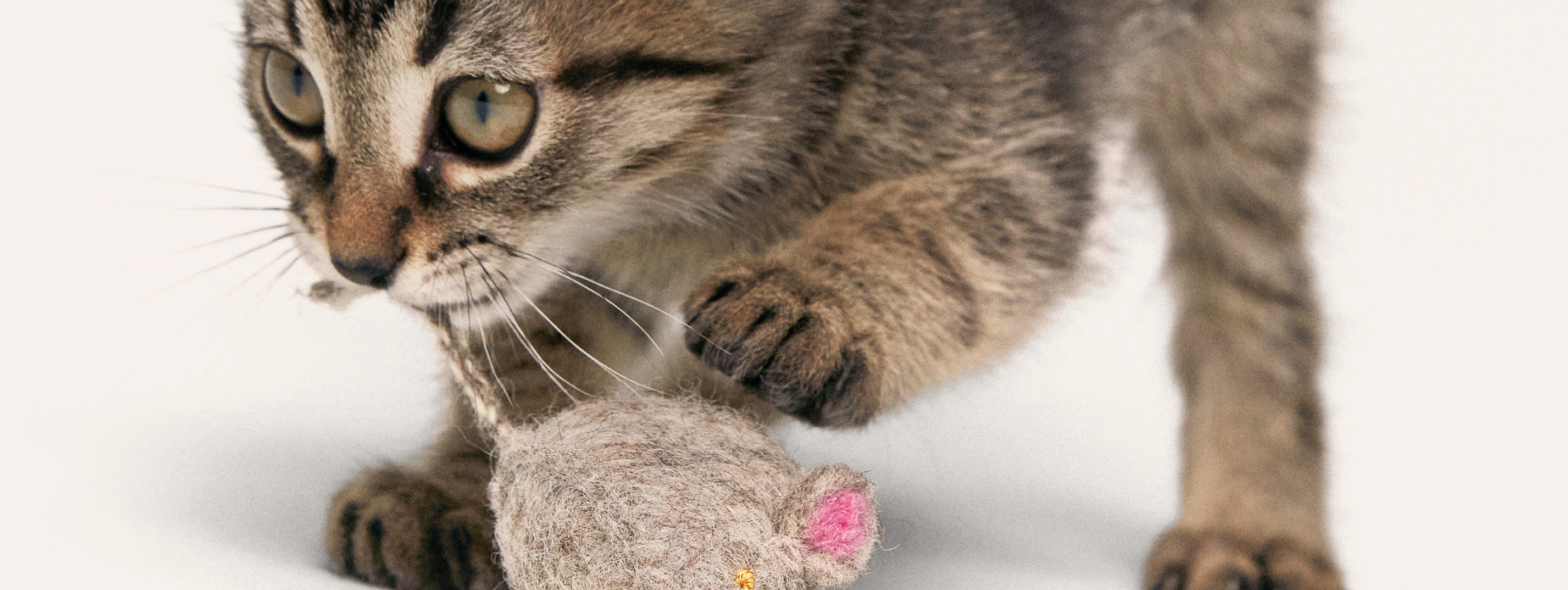A kitten chewing on a mouse toy
