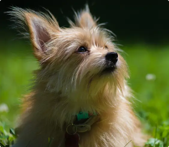 Porkie mixed breed dog