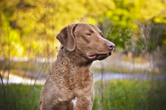 Image of a brown Chesapeake Bay Retriever