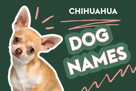 "Chihuahua dog names" in bold font, white and pink on green background, in the style of a cartoon, cute gold doodle dog with tongue out in the corner of the photo, colorful design elements, simple design, white border around the text