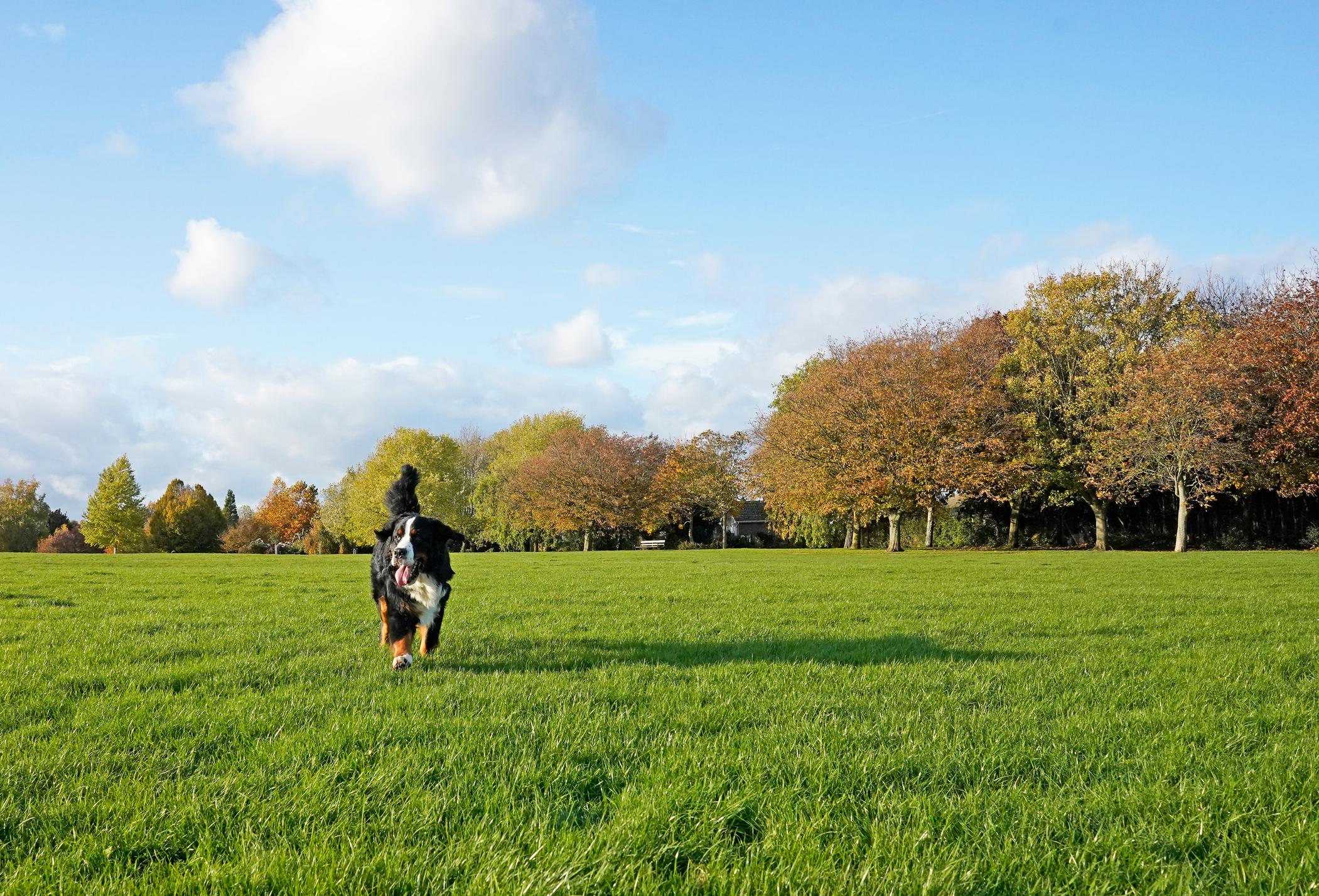 A Burmese Mountain Dog runs through a green park on a sunny day in autumn