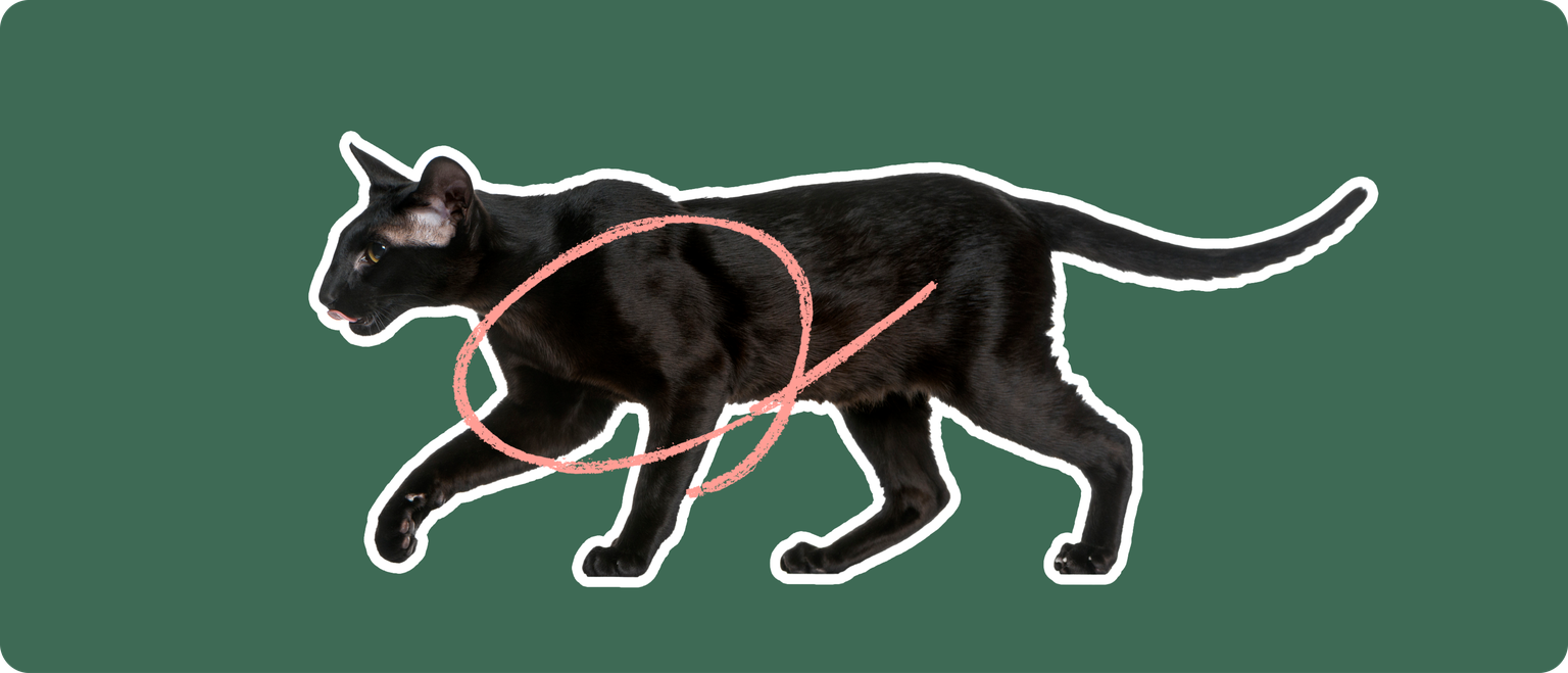 A black Oriental Shorthair cat on a green background with a pink circle on the front half of it's body