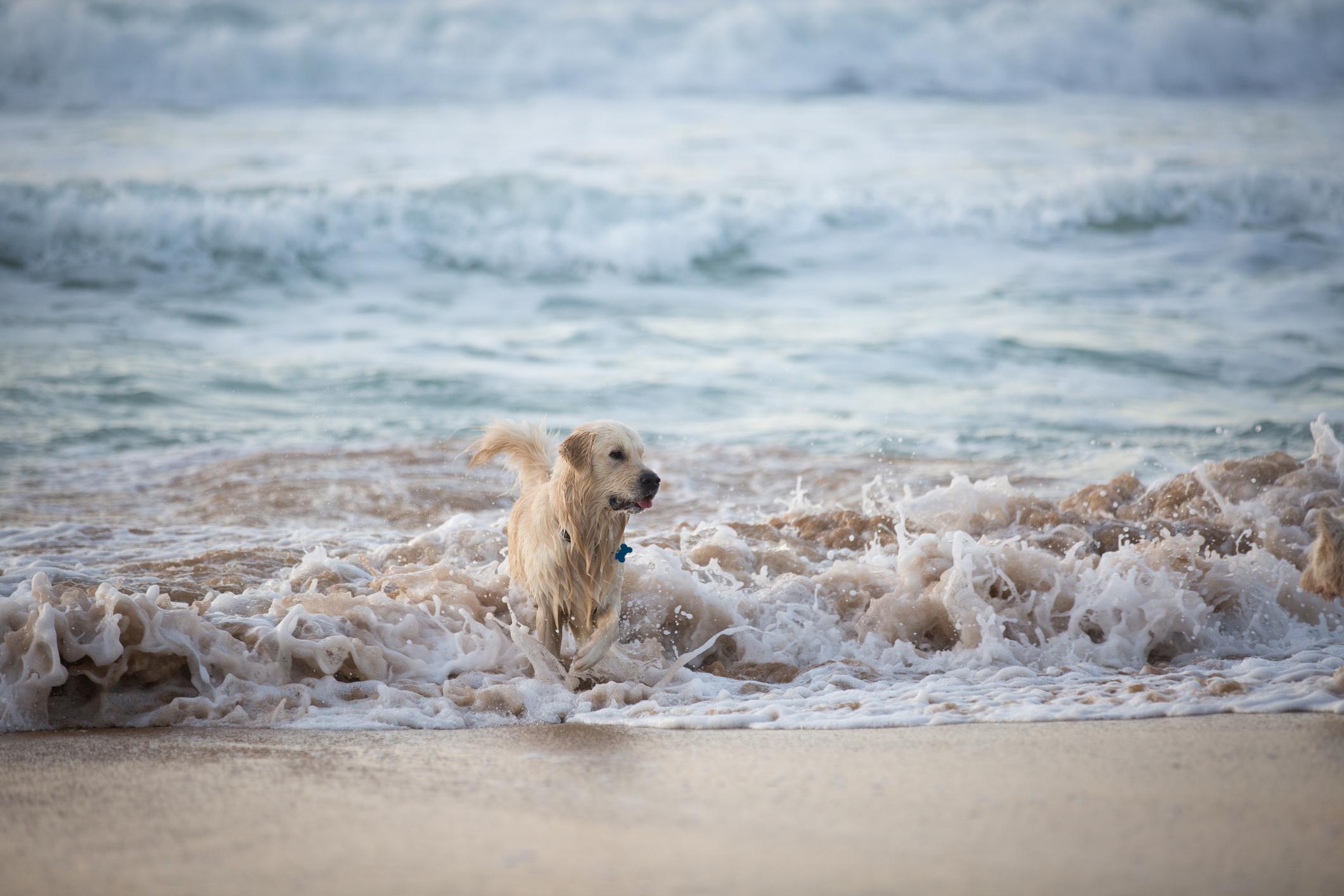 A picture of a Golden Retriever running on the beach as the ocean's tide hits their legs