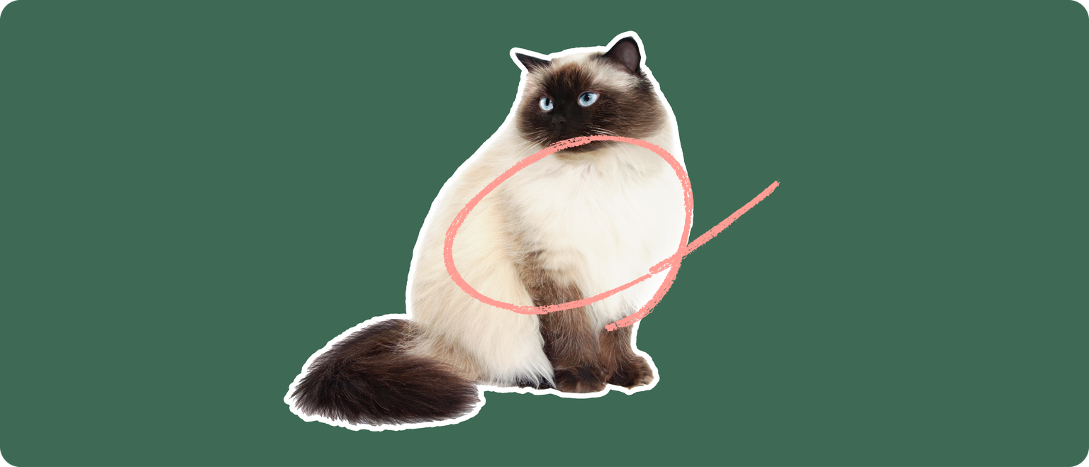 A Himalayan cat cut out with a white outline on a green background with a pink circle around it's chest