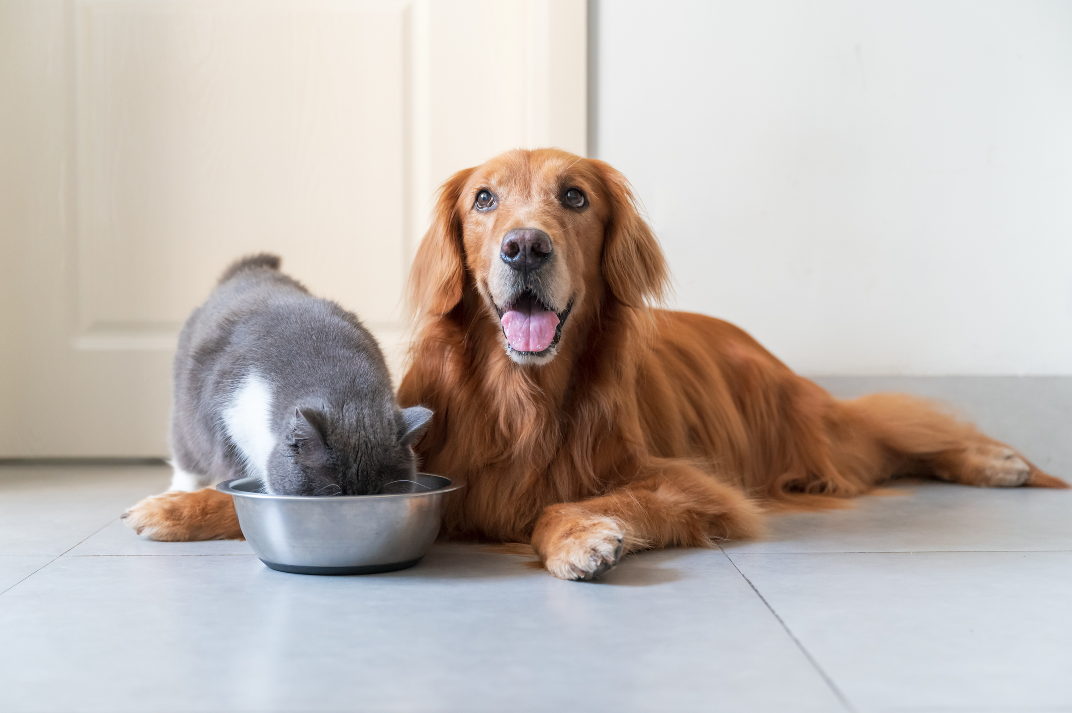 Golden Retriever lying on the floor, smiling, beside a grey and white cat eating from a metal bowl.