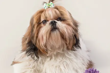 shih tzu