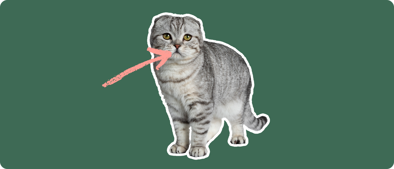 A grey and white scottish fold cat cut out, with a white outline, with a pink arrow pointing to it's mouth, on a solid green background