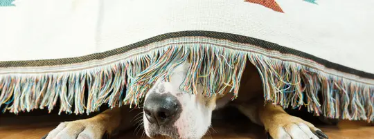 A dog hiding under the bed