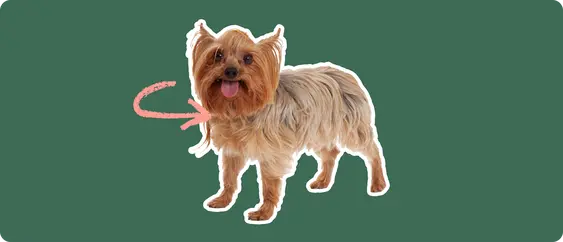 Porkie dog with a pink arrow drawn to its neck