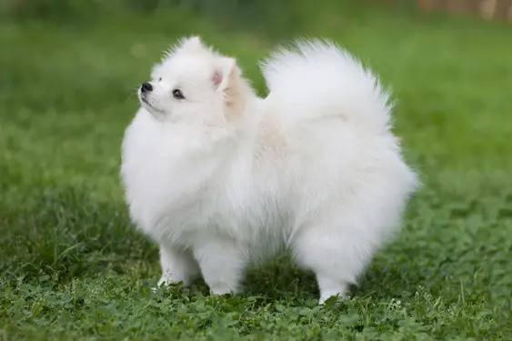 White Pomeranian standing on grass