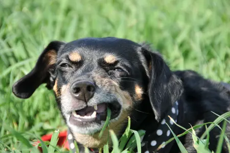 Dog eating grass