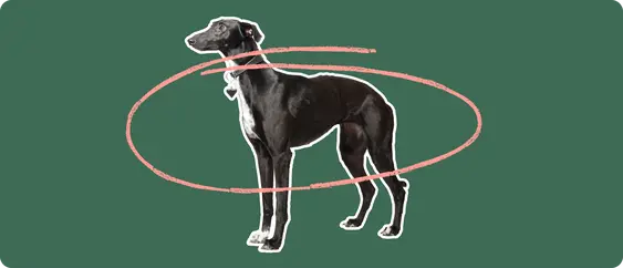 Grey hound