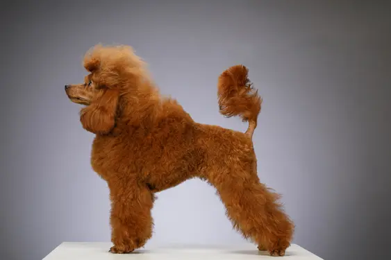 Poodle lamb cut