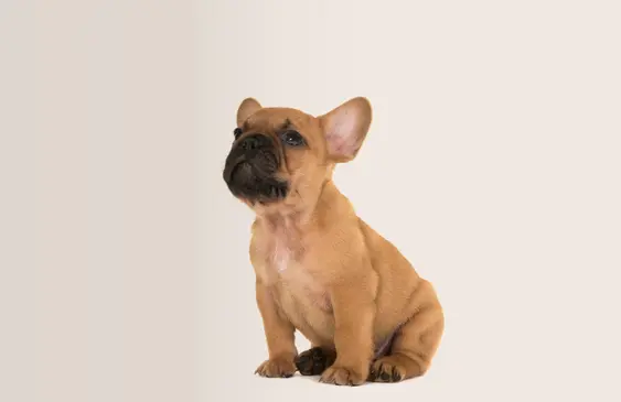 French bulldog looking left