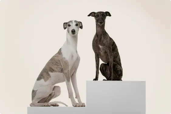 Image of two Greyhounds: one brown-and-white and the other brown-and-black.