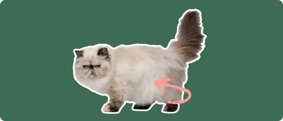 Persian cat with a pink arrow drawn to its body