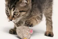A kitten chewing on a mouse toy