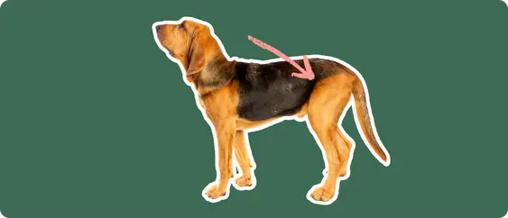 The sideview of a Bloodhound dog cut out with a white outline, with a pink arrow pointing to it's back hip, on a solid green background