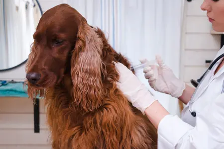 Dog getting vaccinated