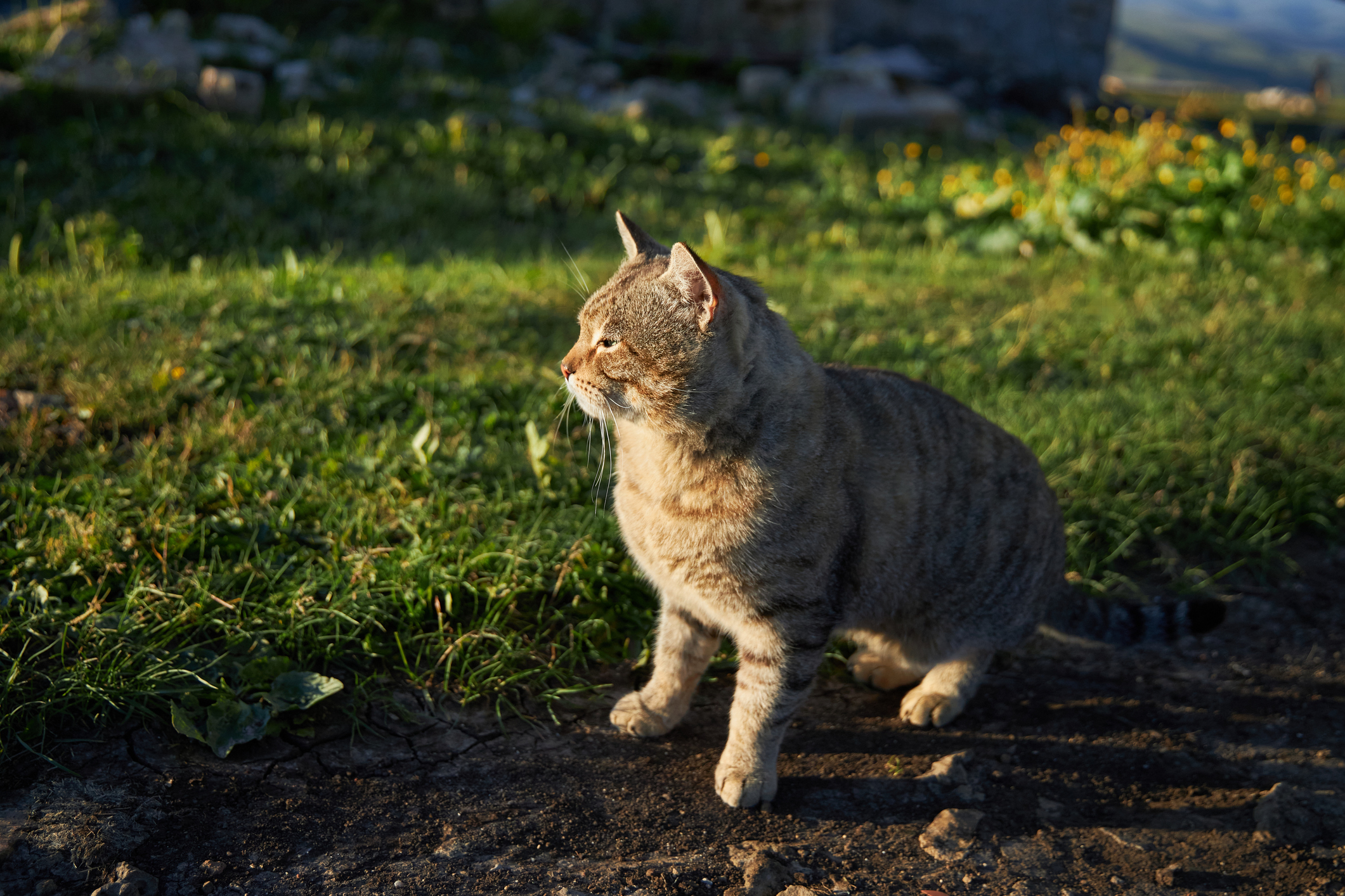 A grey cat looks into the sunrise on a nice day, they're stood in the garden