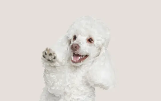 A white Poodle with curly fur, raising its paw and looking directly at the camera with its mouth open in a playful expression against a light beige background.