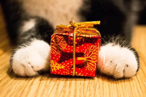 A black-and-white cat holds a small, nicely wrapped gift between their paws as they lay down