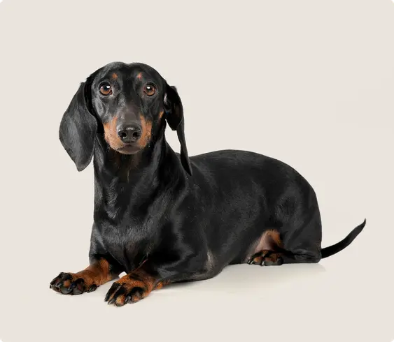 Dachshund