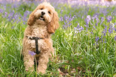 Cockapoo in lavender field