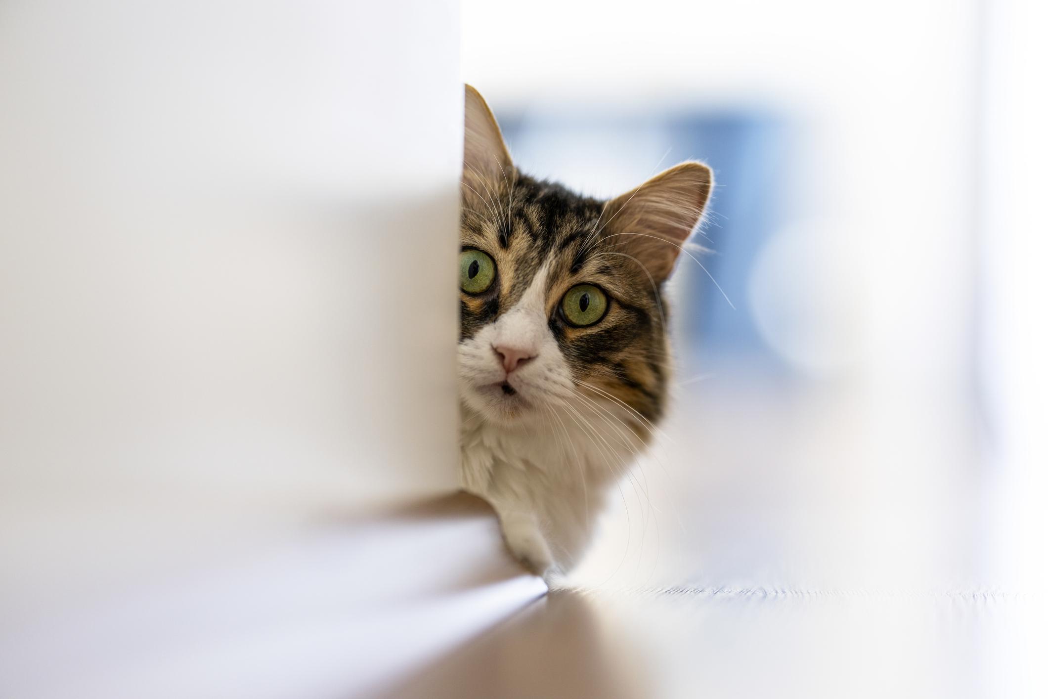 Cat staring at the camera near a corner