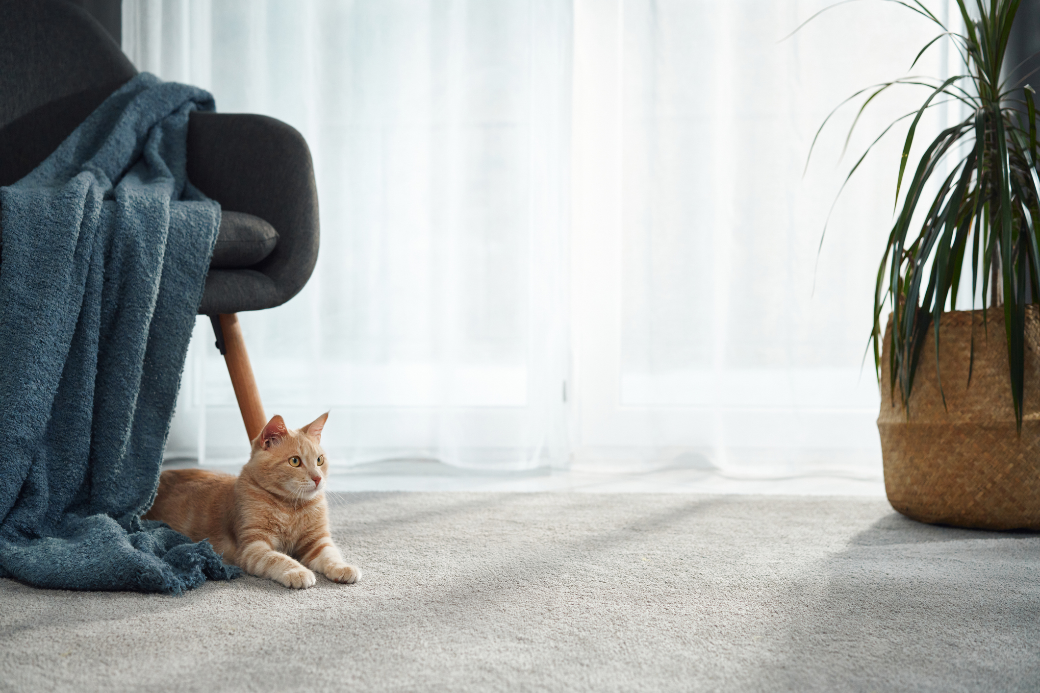 Orange cat lying on carpet near a dark chair with a blue blanket. A woven basket with a plant is on the right, in front of sheer curtains.