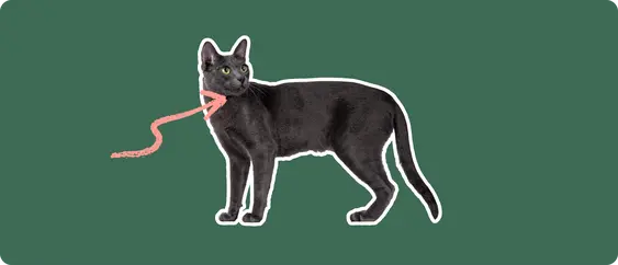 A Korat cat cut out with a white outline, with a pink arrow pointing to it's neck, on a solid green background