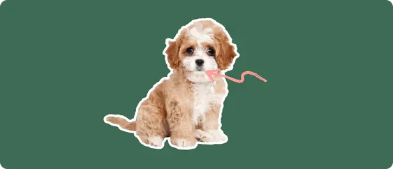 Cavapoo
