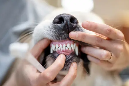 Person holding dogs mouth open