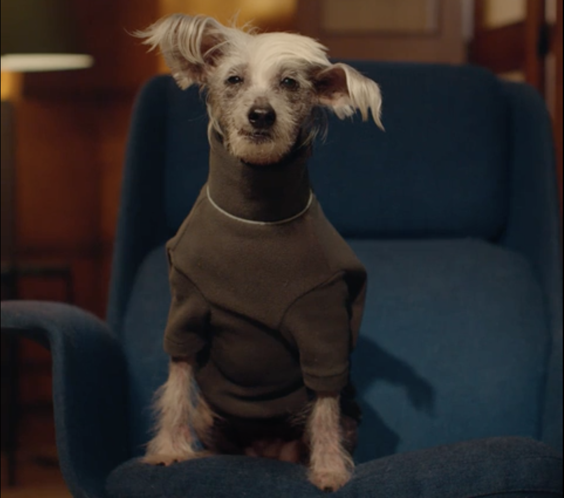 Dolla Chinese Crested