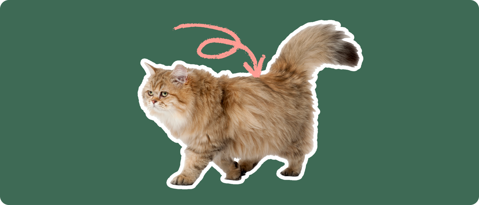 An Exotic Longhair cat cut out with a white outline, with a pink arrow pointing to it's lower back, on a solid green background