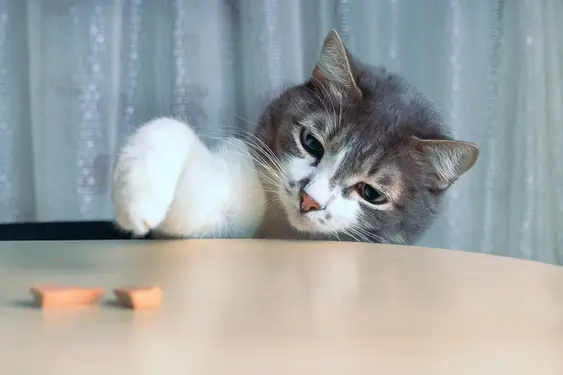 cat patting food on a table