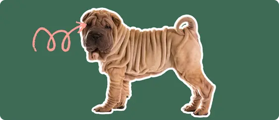 Image of a brown Shar Pei with a pink arrow drawn to its eye