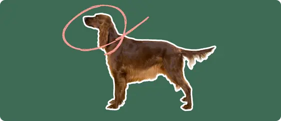 The sideview of an Irish setter dog standing, cut out with a white outline, with a pink circle around it's head, on a solid green background