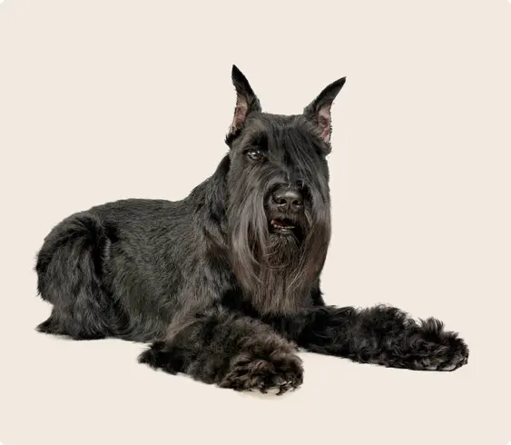 Scottish Terrier laying down on a beige background