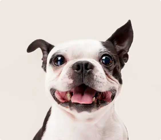 Boston Terrier