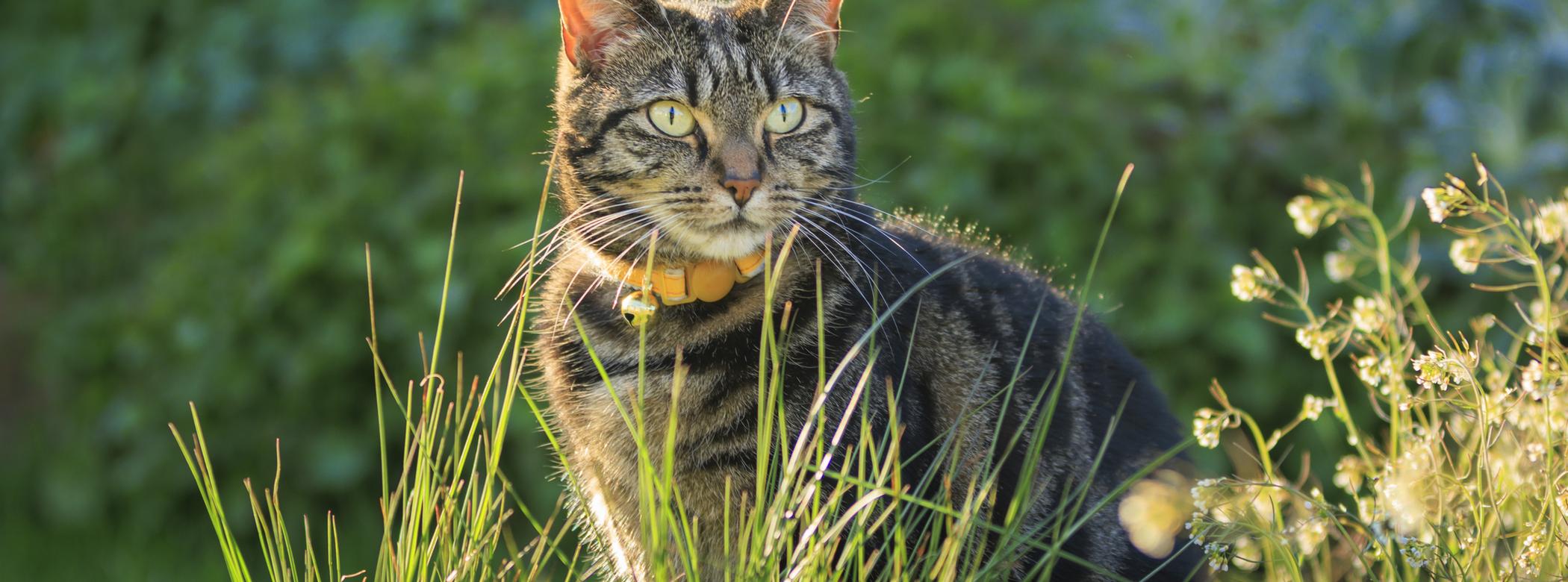 Brown, striped cat with a yellow collar sitting outdoors in the sun amongst grass