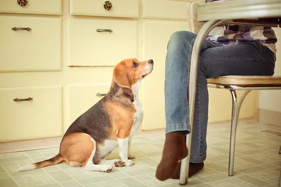Beagle looks up at their owner as they eat food at the table