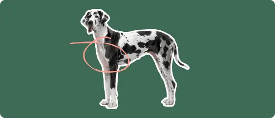 Great Dane