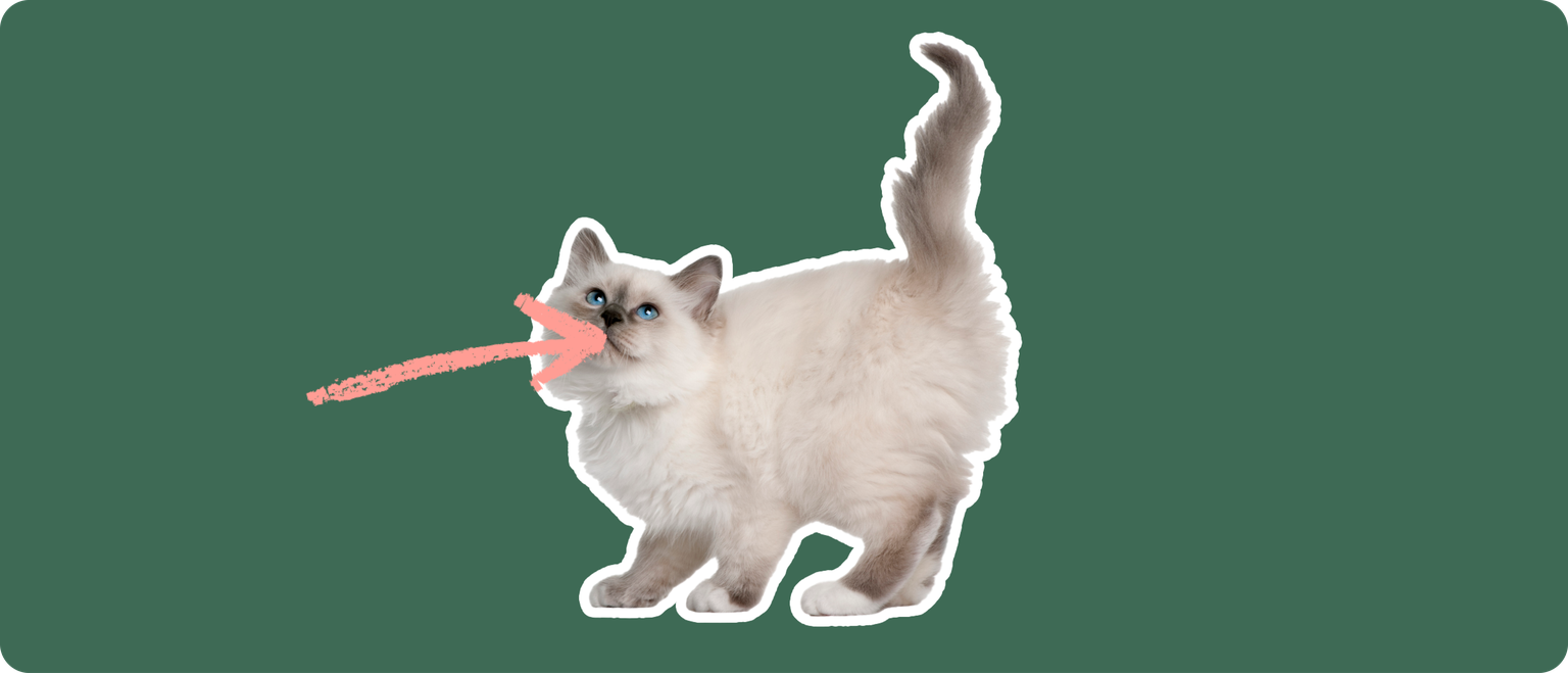 Birman