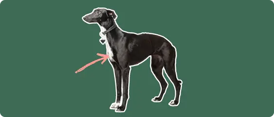 Whippet