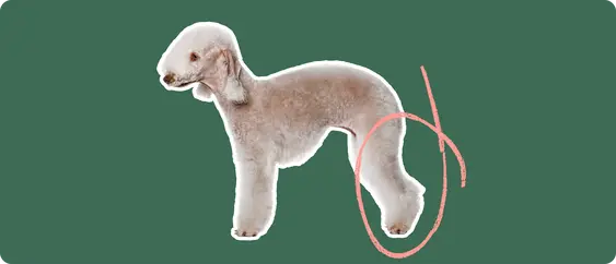 The side profile of a Bedlington Terrier, cut out with a white outline, with a pink circle around it's back legs, on a solid green background